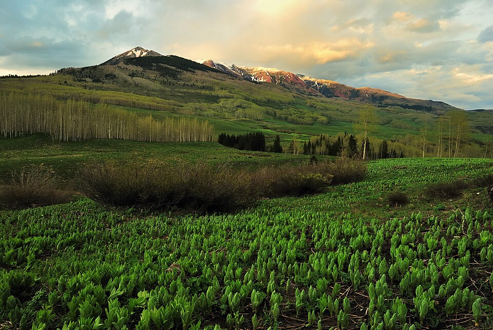 Gunnison National Forest