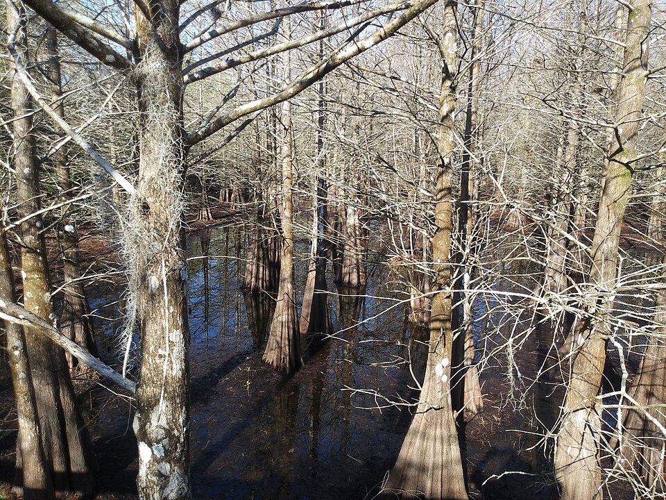 Six Mile Cypress Slough Preserve