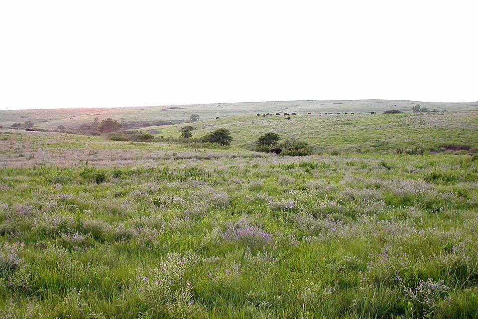 Konza Prairie Biological Station
