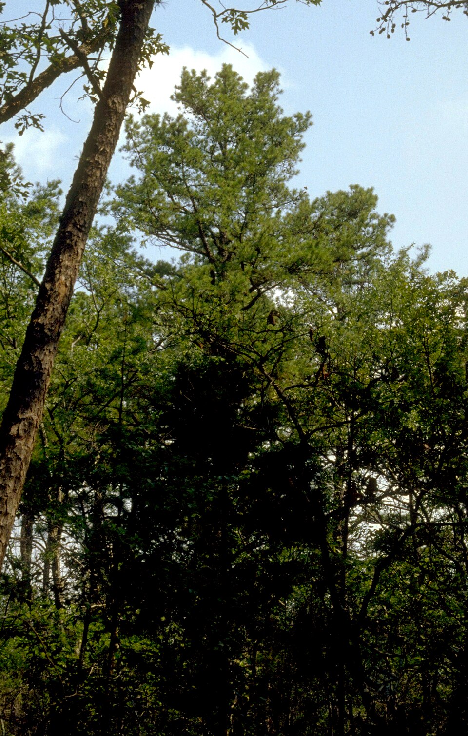 Ozark National Forest
