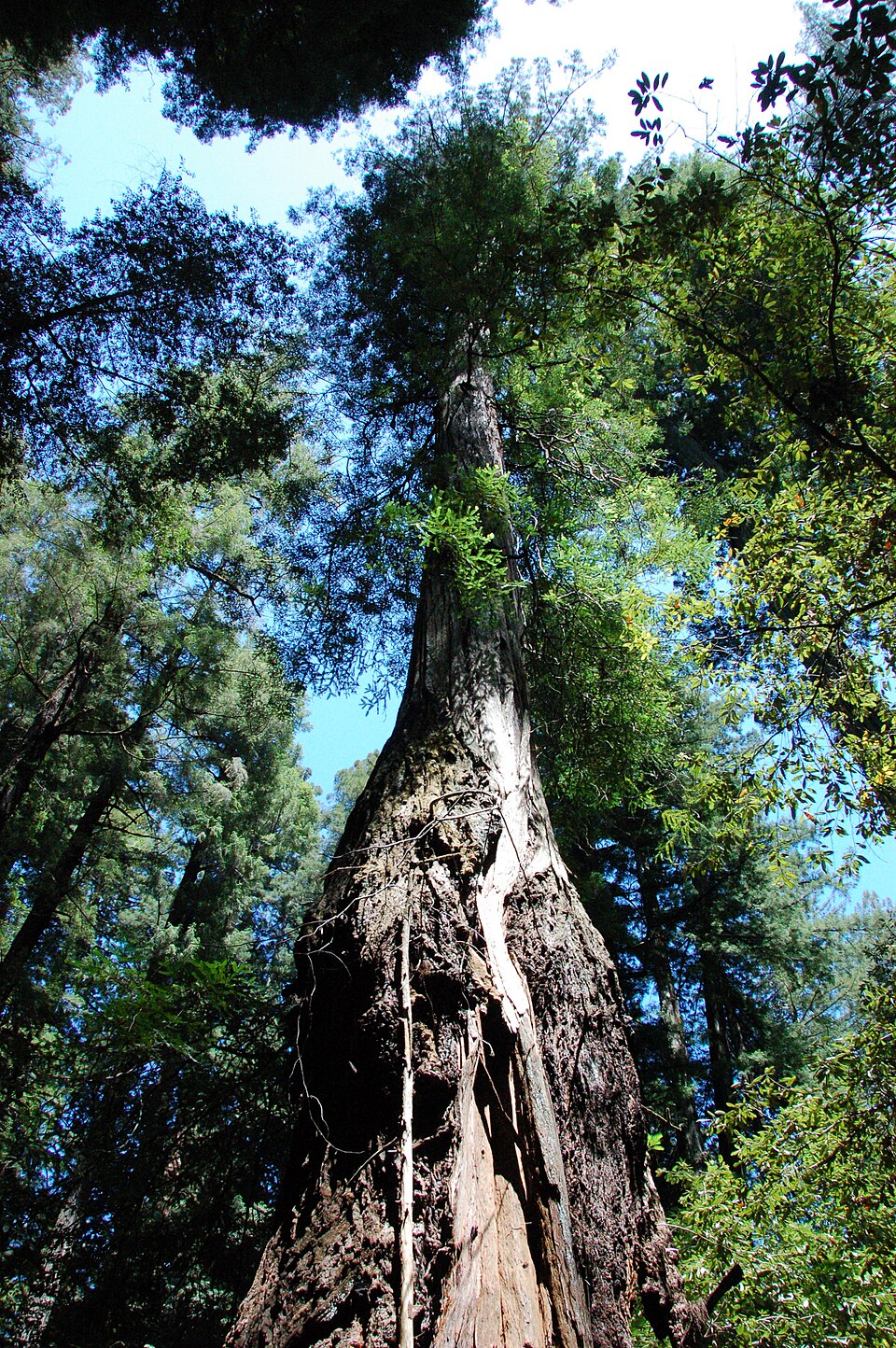 Armstrong Redwoods State Natural Reserve