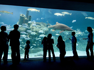 North Carolina Aquarium at Pine Knoll Shores