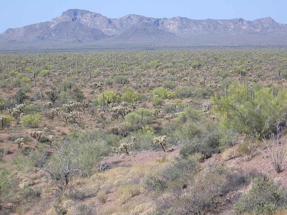 Organ Pipe Cactus National Monument