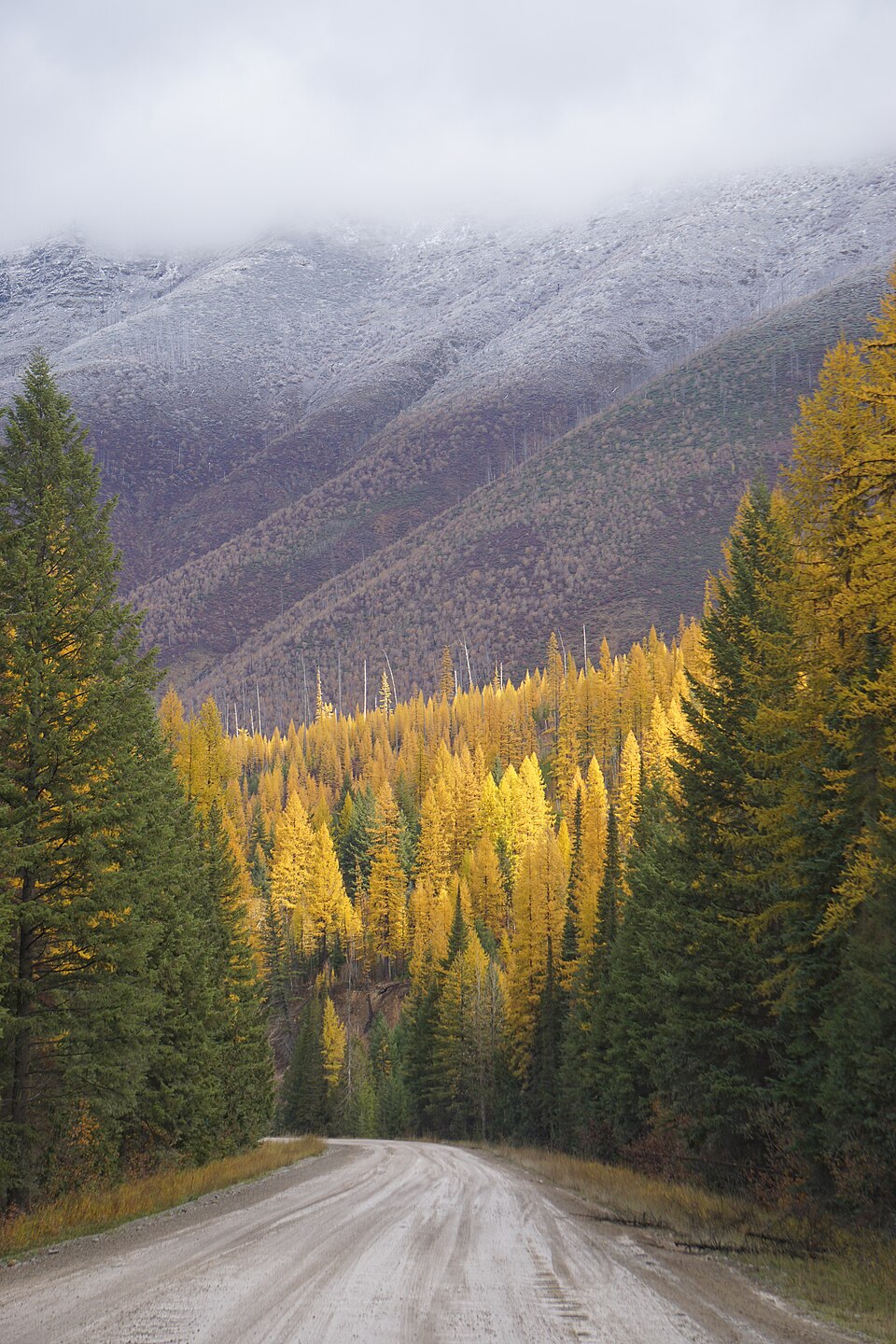 Flathead National Forest