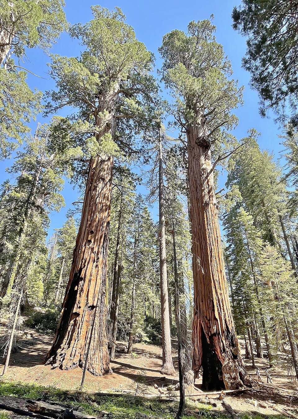 Sequoia National Forest