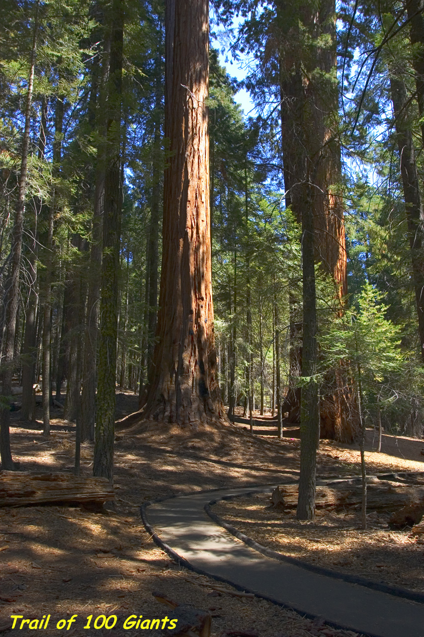 Trail of 100 Giants