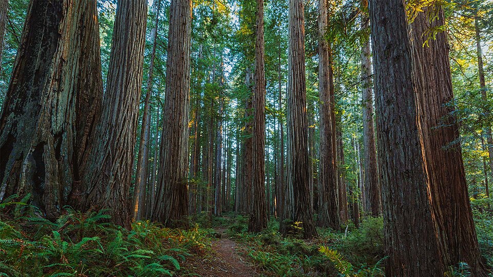 Prairie Creek Redwoods State Park