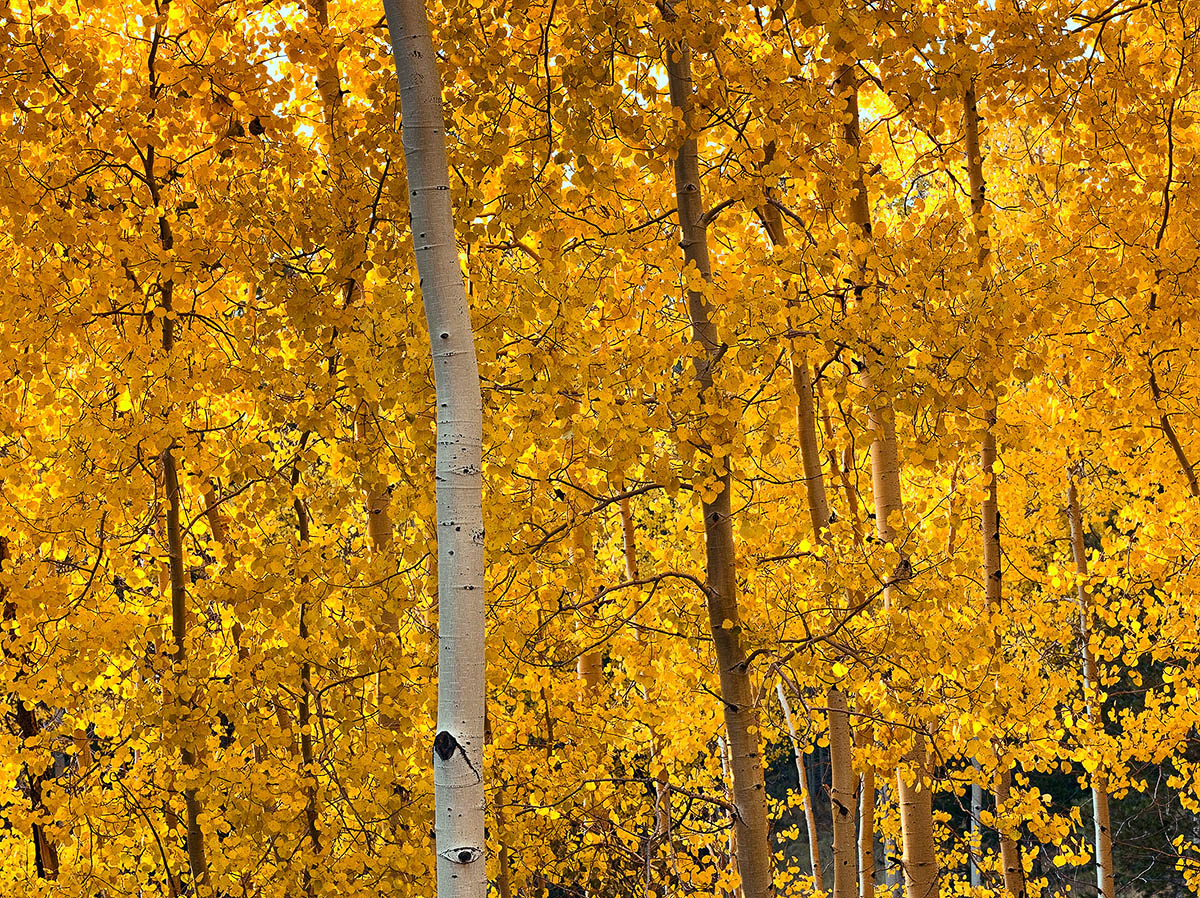 Aspen, CO