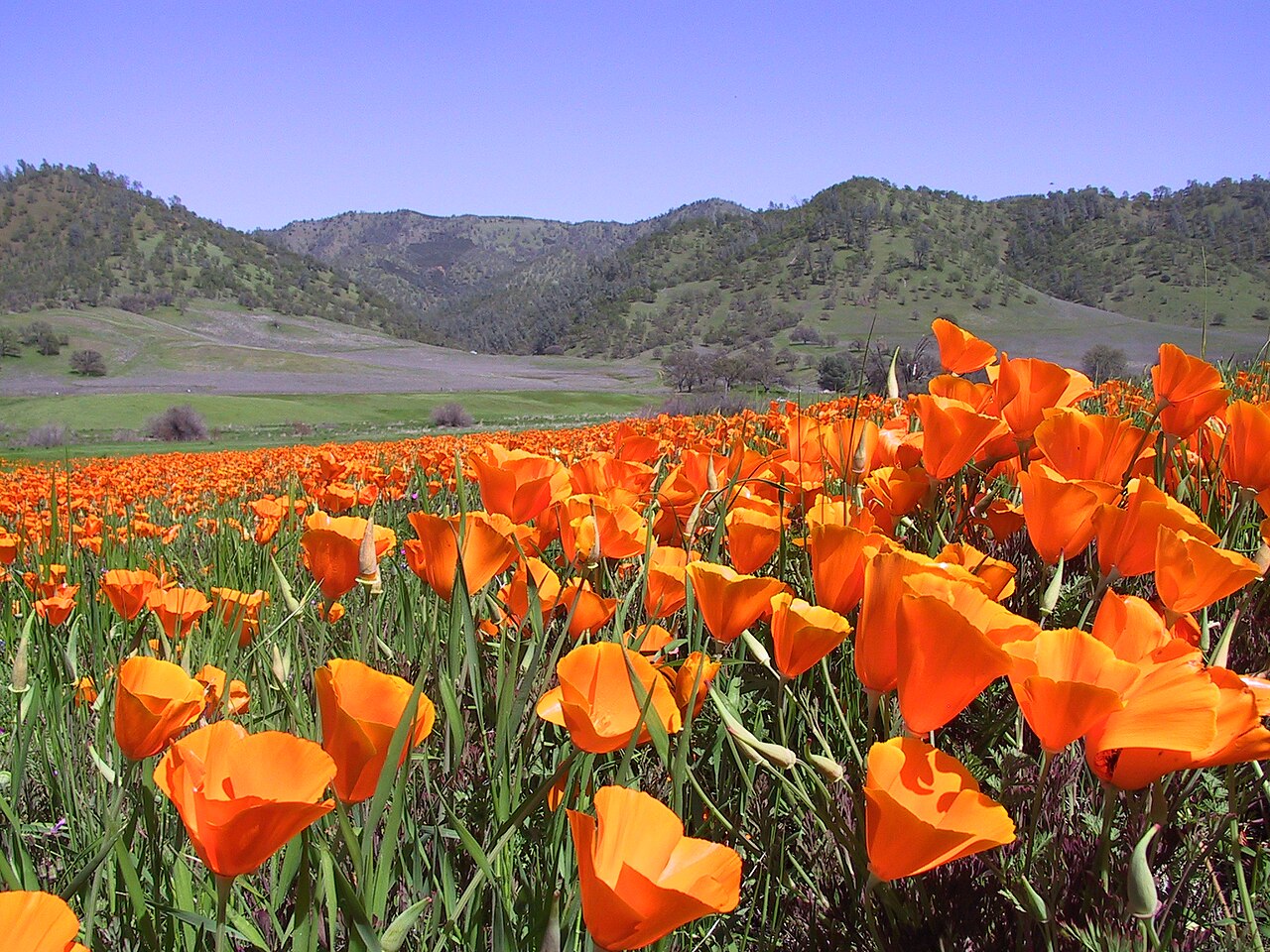 Berryessa Snow Mountain National Monument, CA