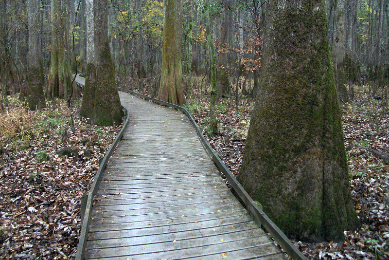 Congaree National Park, SC