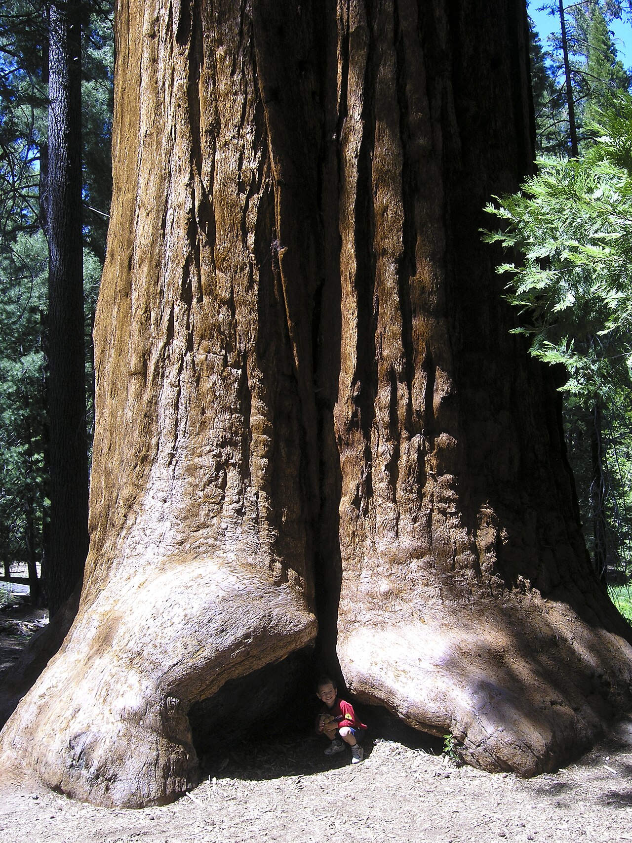 Giant Sequoia National Monument, CA