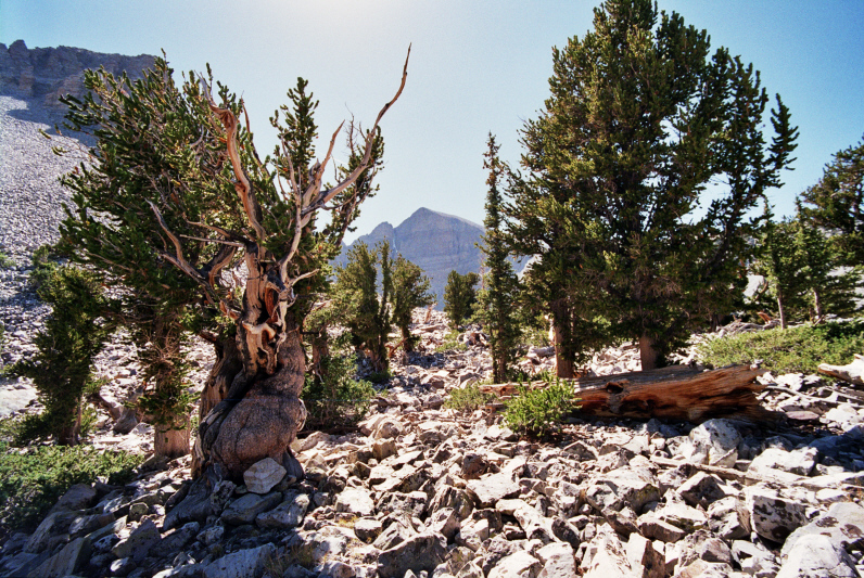 Great Basin National Park, NV