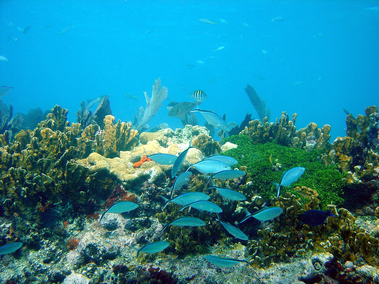 John Pennekamp Coral Reef State Park, FL