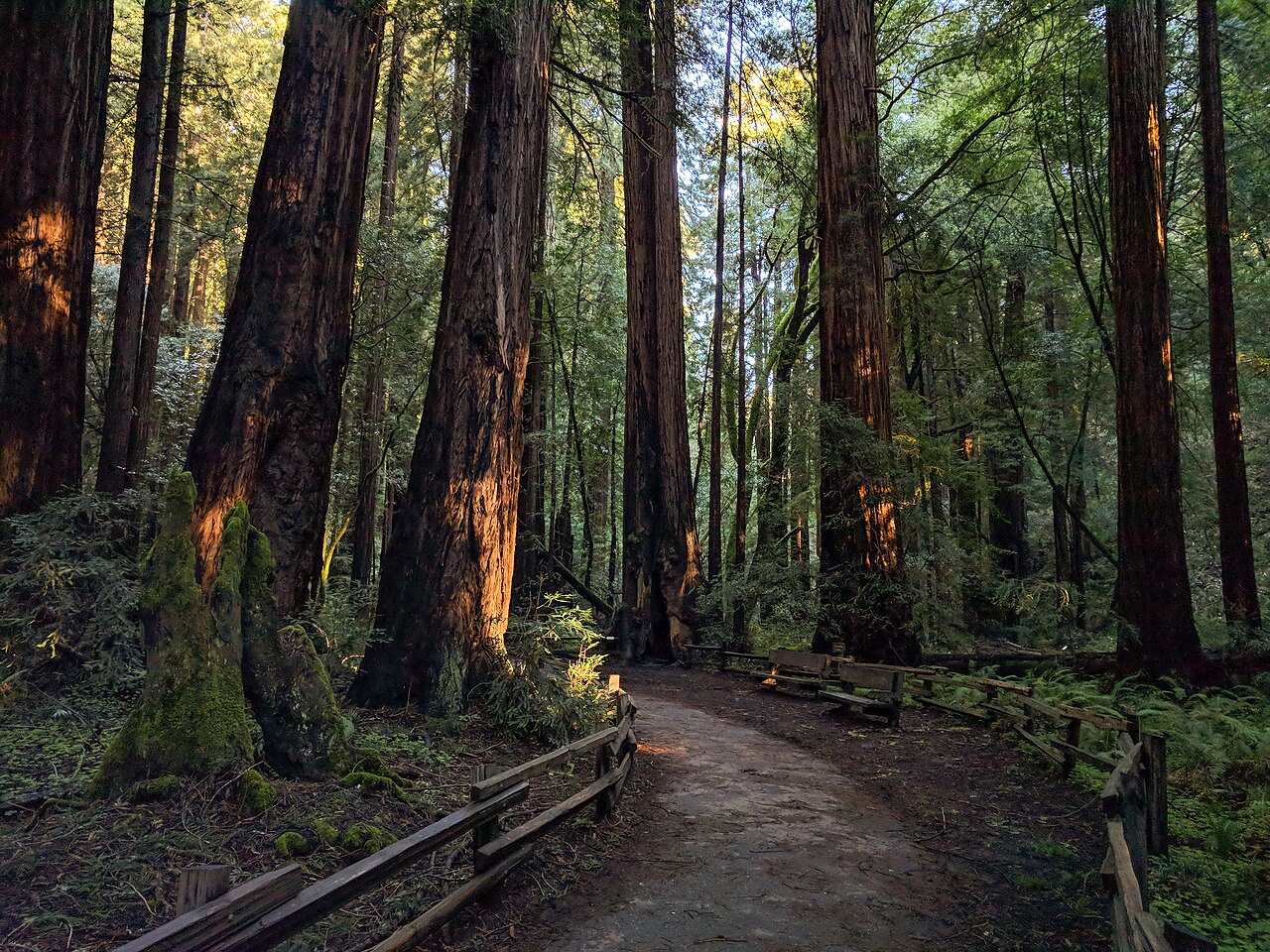 Muir Woods National Monument, CA