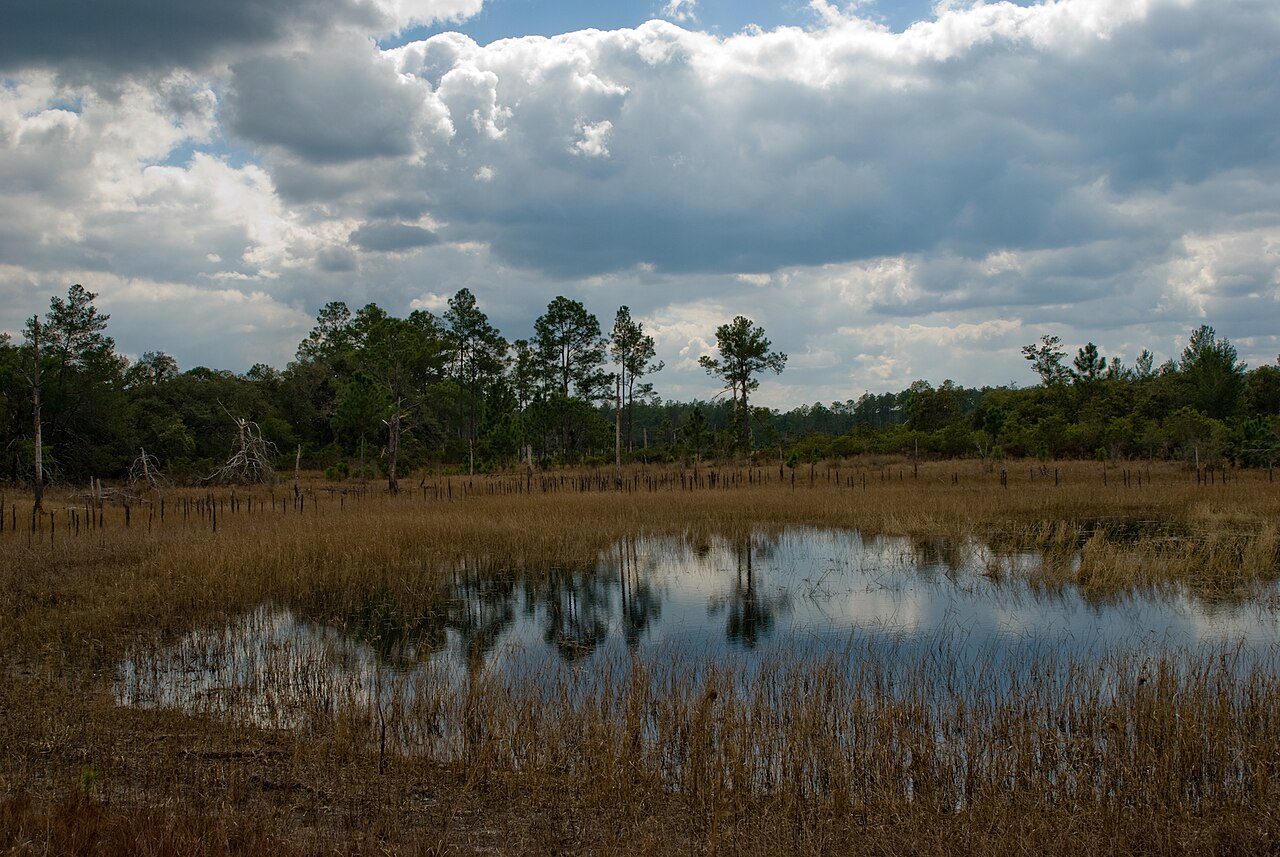 Ocala National Forest, FL