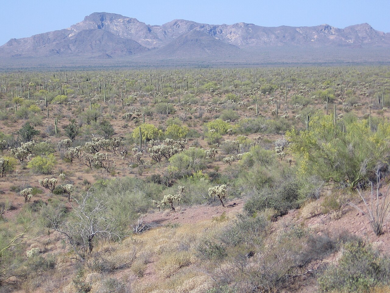 Organ Pipe Cactus National Monument, AZ