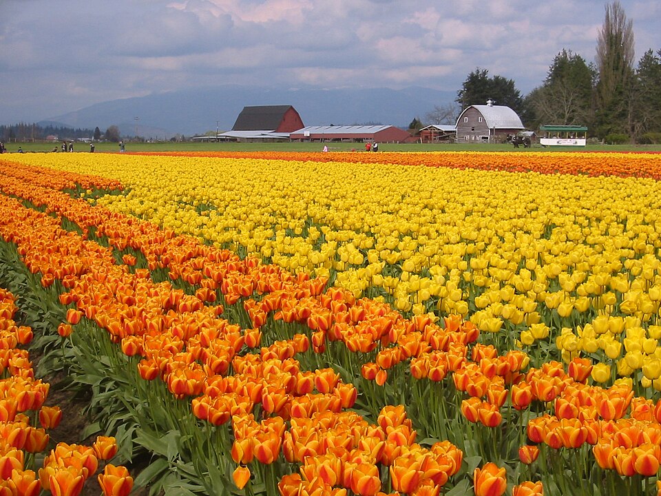 Skagit Valley, WA