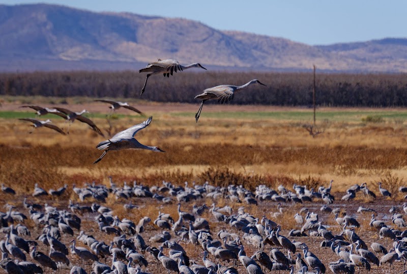 Whitewater Draw Wildlife Area