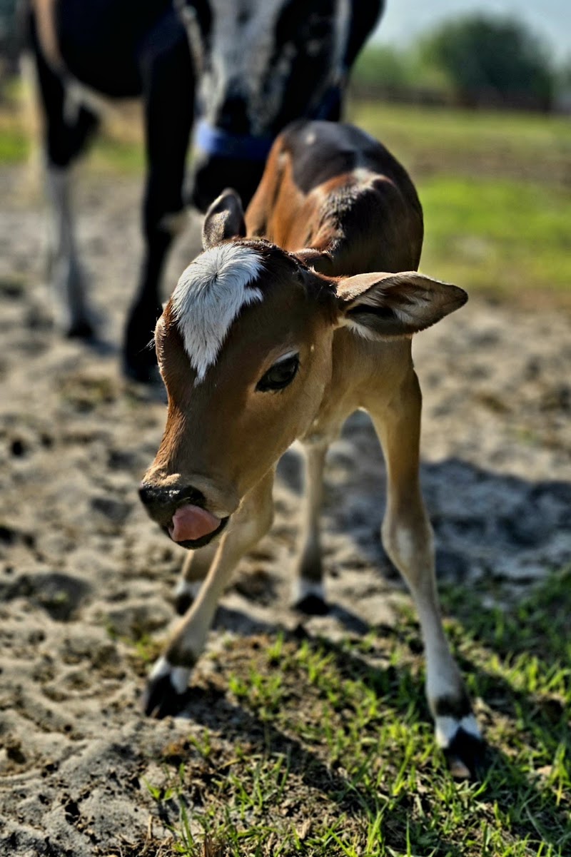 Bell Family Farm and Apiary LLC