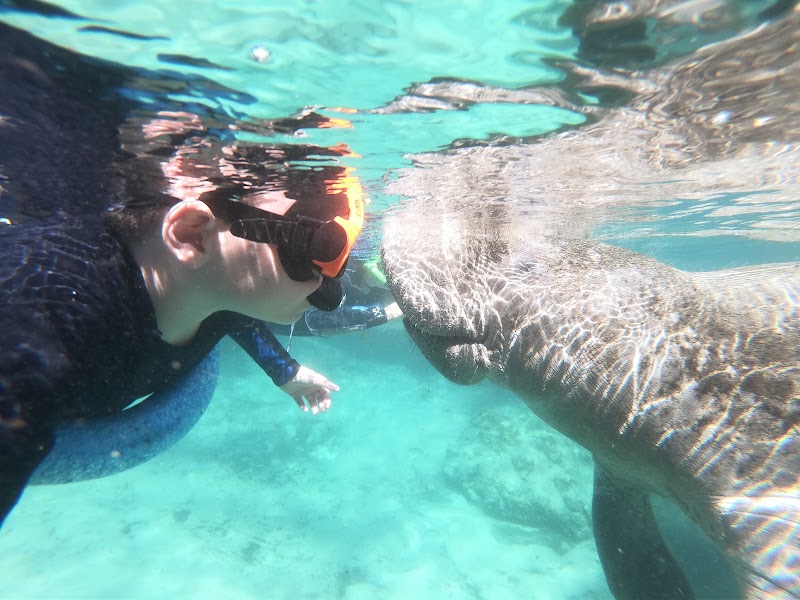 Nature's Discovery - Manatee Swim Tours