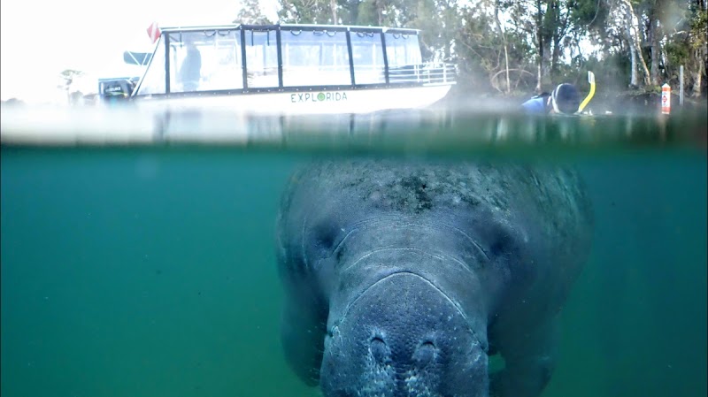 Explorida - Manatee Swim Tours