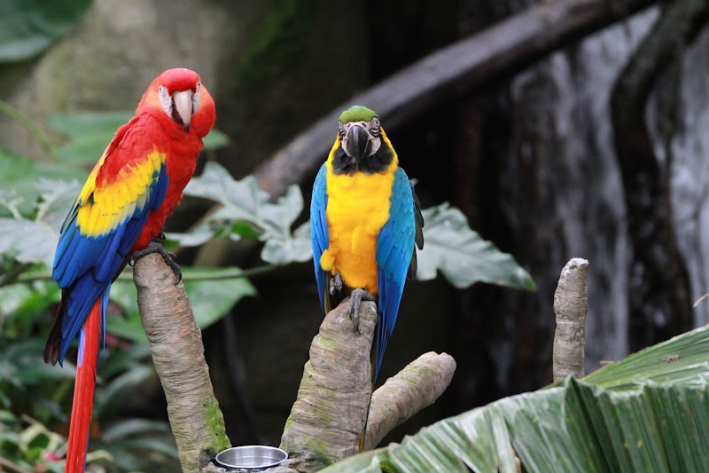 Rainforest Pyramid