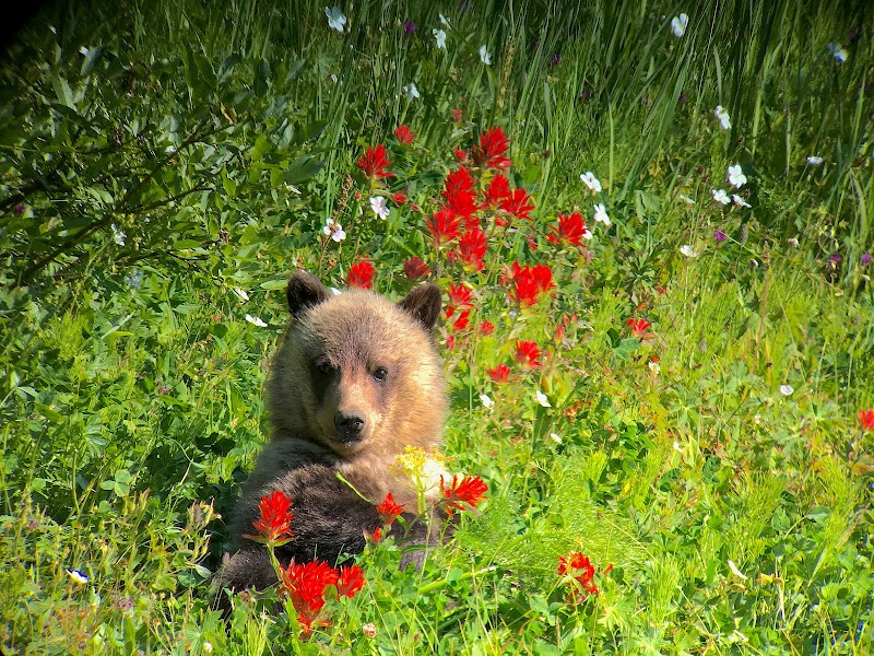Yellowstone Wild Tours