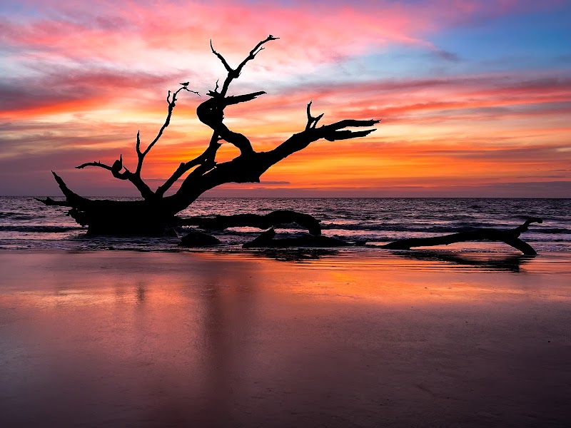 Driftwood Beach