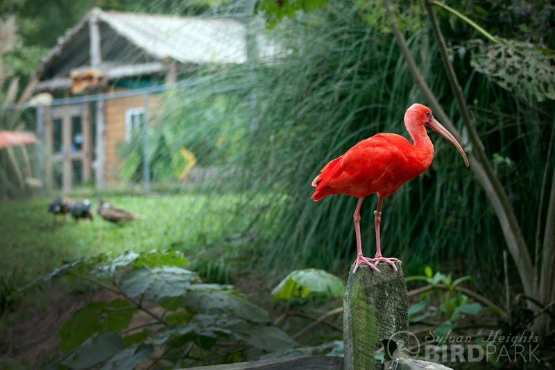 Sylvan Heights Bird Park