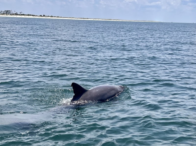 Coastal Wildlife Adventures Dolphin And Snorkel Tours
