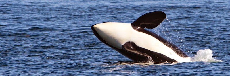 Puget Sound Express