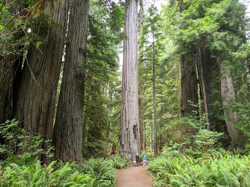 Big Tree Wayside