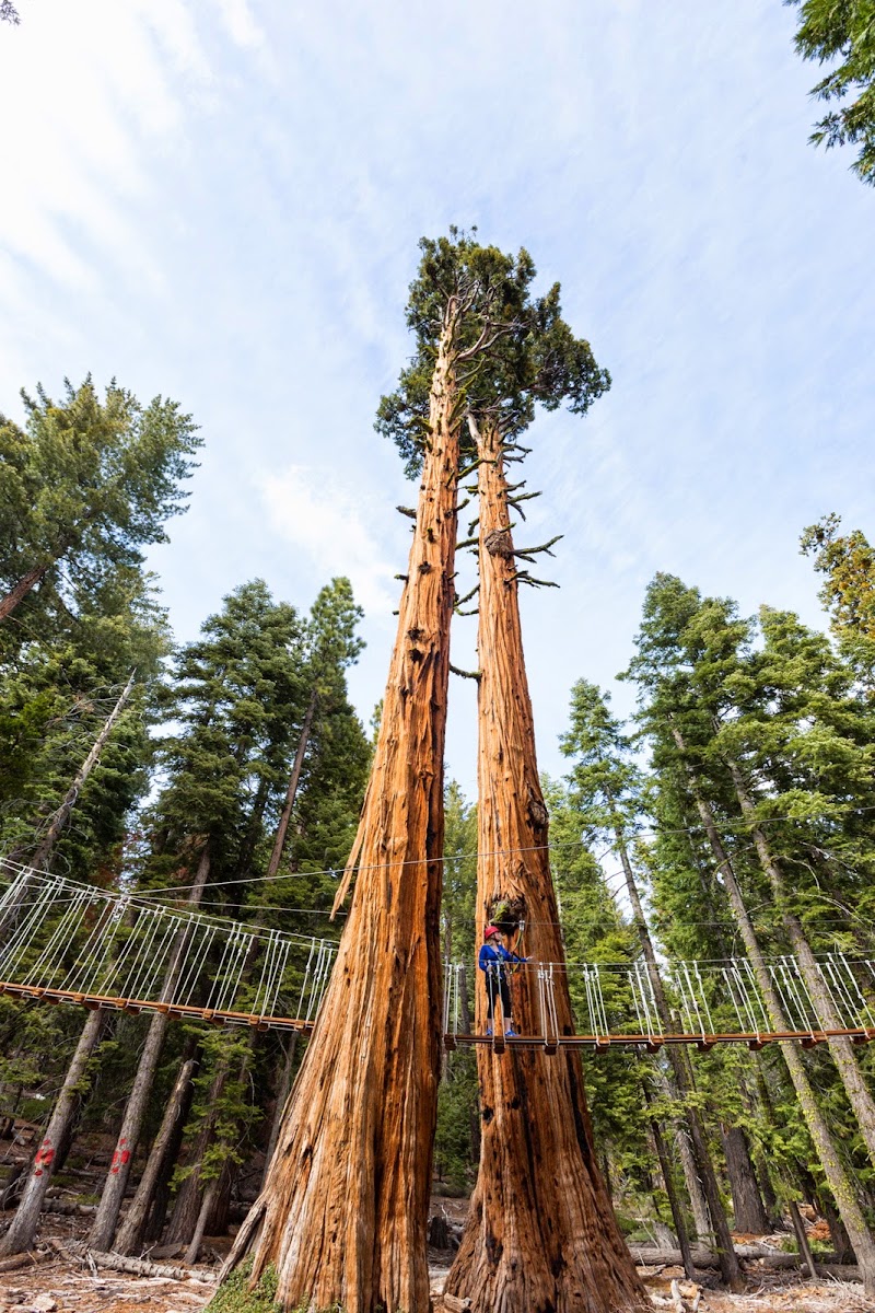 Tahoe Treetop Adventure Parks