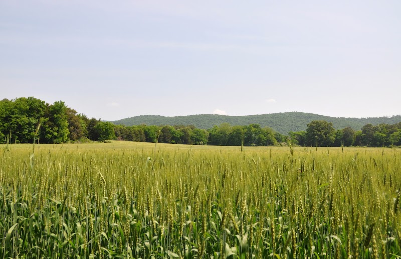 Bethel Spring Nature Preserve