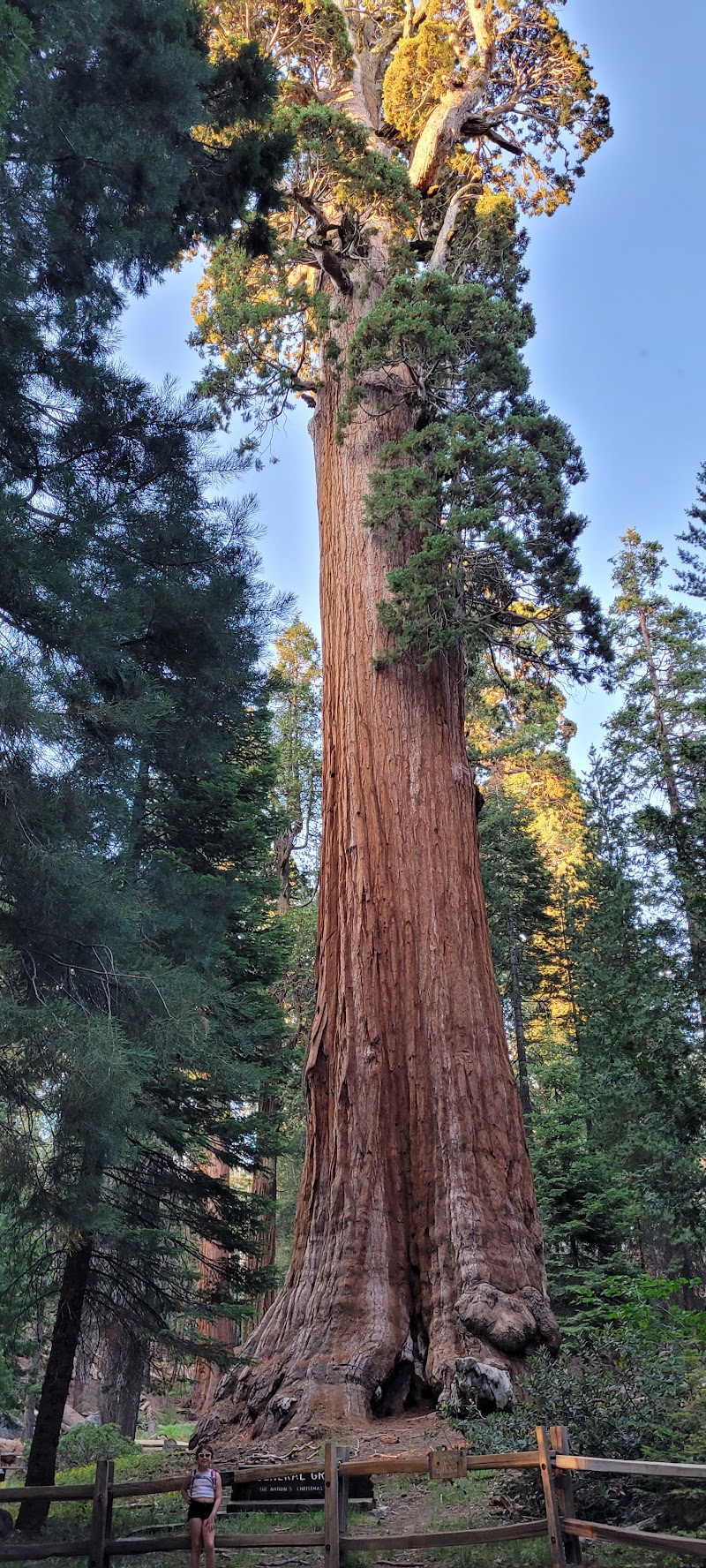 General Grant Tree