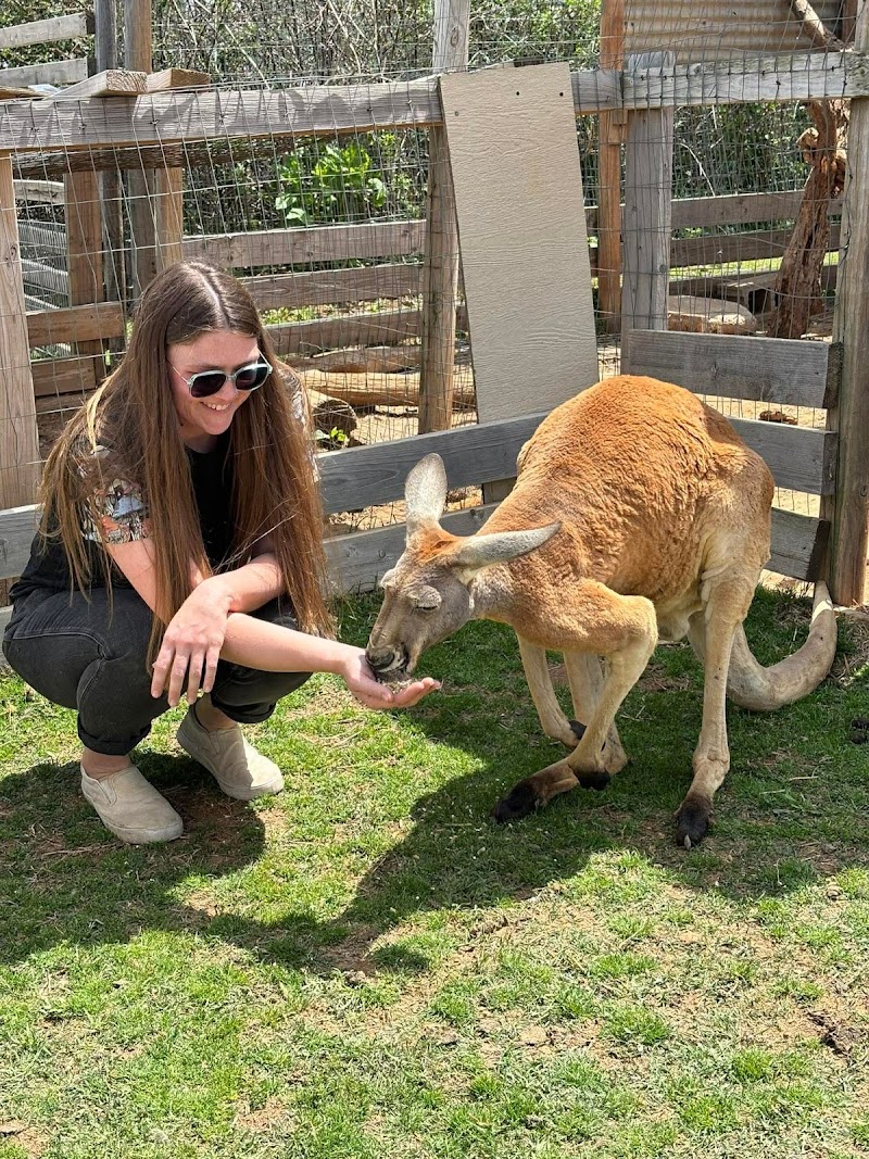 Nomads animal encounter