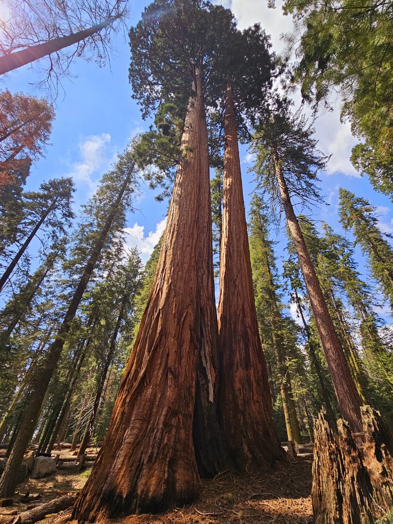 The Giant Forest