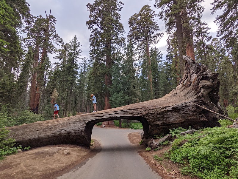 Sequoia National Park's Tunnel Log